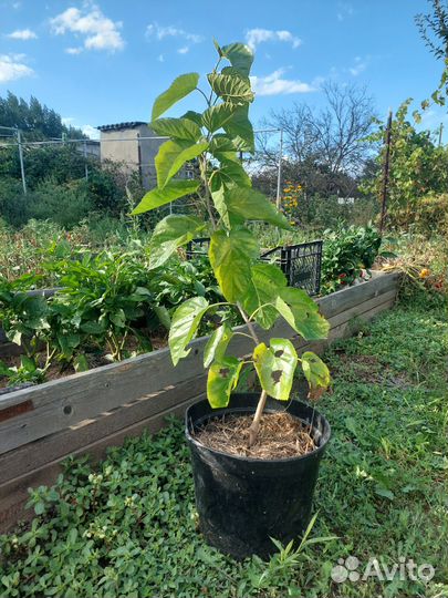 Саженцы шелковицы