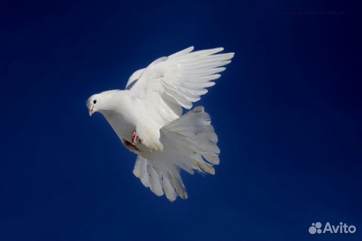 Продаю голубей, свадебные голуби