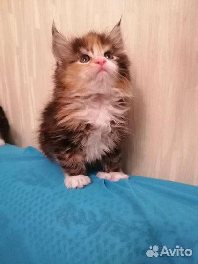 Мейнкуны полосатые тигрятки