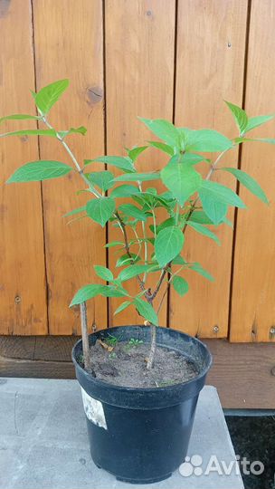 Саженцы гортензий (однолетки и двухлетки)