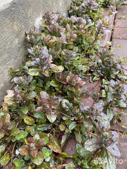 Роза ароматная Цветы