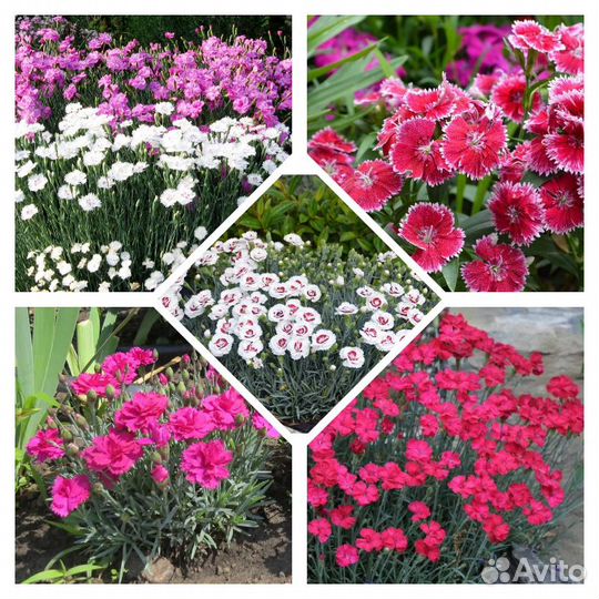 Декоративные растения для сада