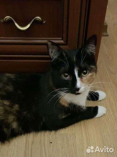 Трехцветка Бонечка 1год привита, стерилизованна