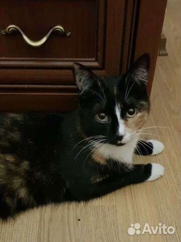 Трехцветка Бонечка 1год привита, стерилизованна