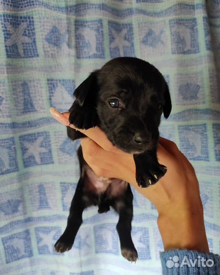 Щенки бесплатно