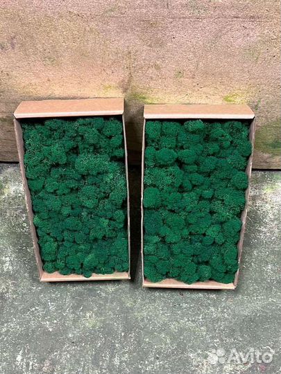 Мох стабилизированный для панно