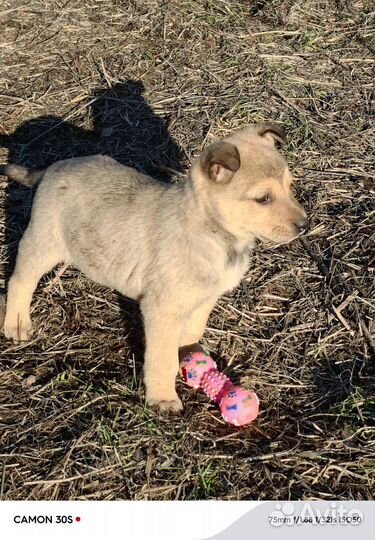 Щенки ищут заботливые ручки