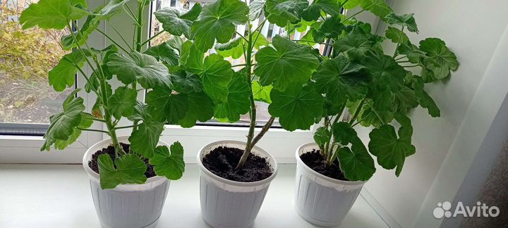 Пеларгония герань