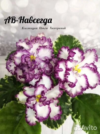 Детки сортовых фиалок