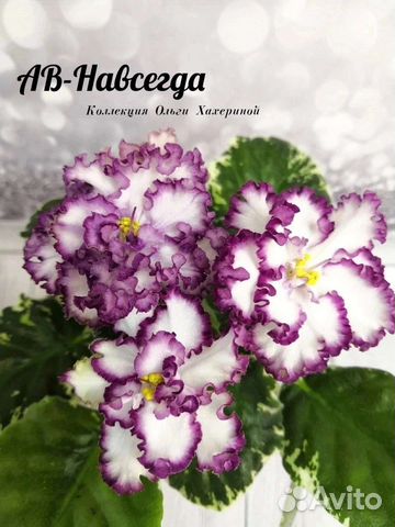 Детки сортовых фиалок