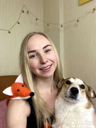 Выгул собак. Передержка