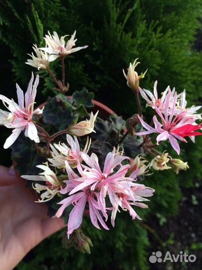 Пеларгония герань