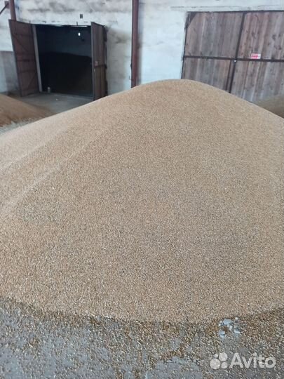 Зерно пшеница ячмень