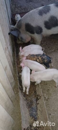 Поросята 2 мес