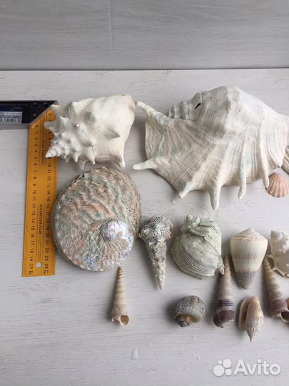 Набор растений и ракушки