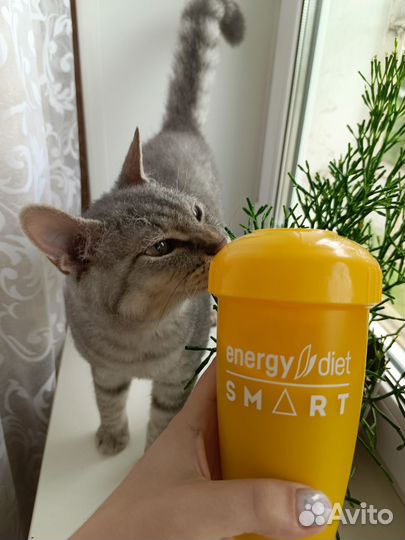 Отдаем в добрые руки нашего котика