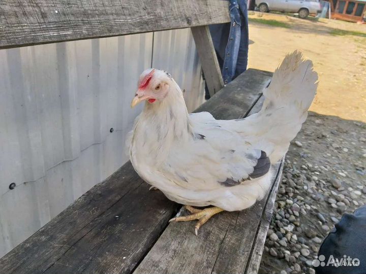 Молодка, бройлер, индюшата и др. птица