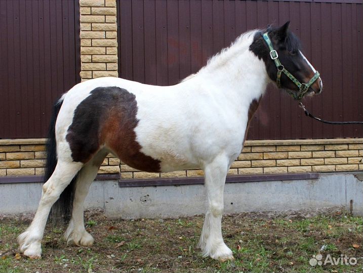 Кобыла кросс тинкер- с жеребенком +