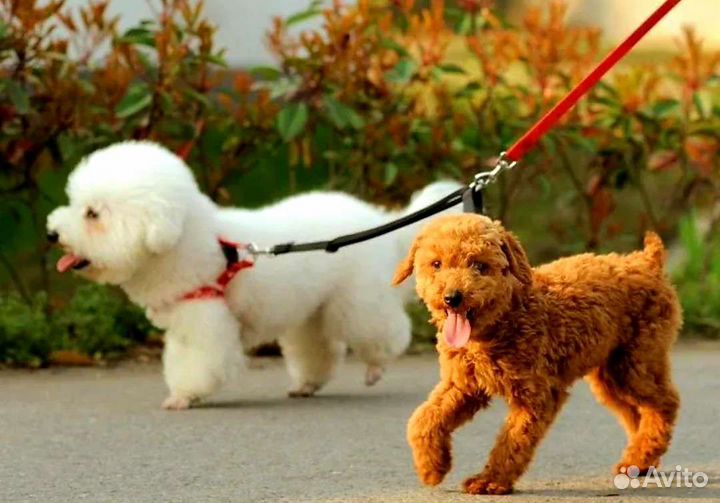 Поводок дизайнерский для 2-х собак