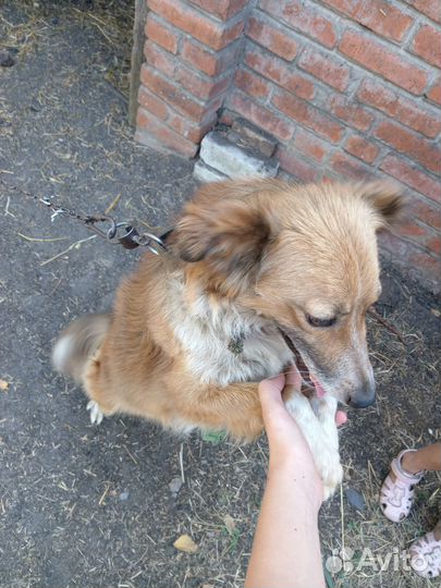 Собака в добрые руки