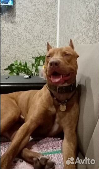 Питбуль вязка