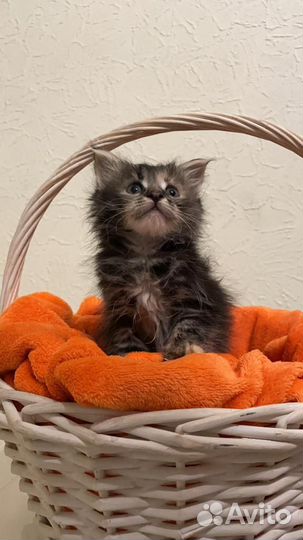 Котята мейн-кун