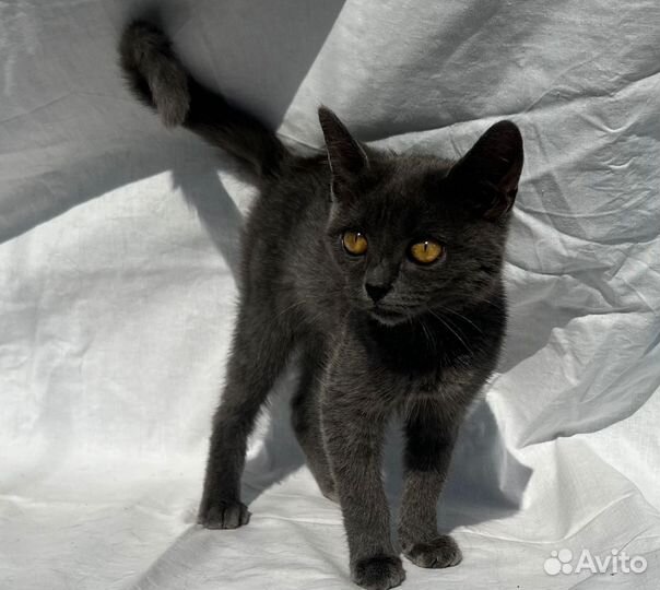 Две красивые сестрички