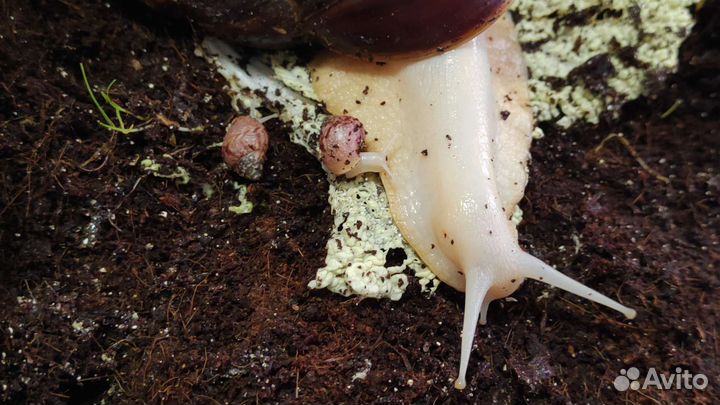 Улитка ахатина фулика альбино