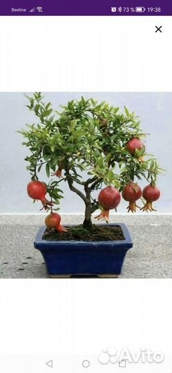 Карликовый гранат