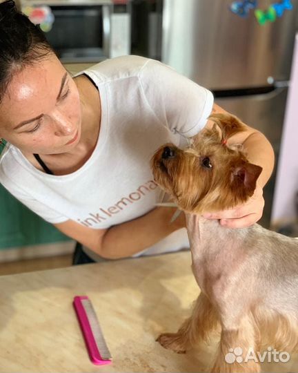 Стрижка собак с выездом к Вам. Подстригание когтей