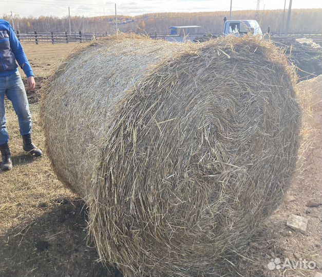 Сено Солома