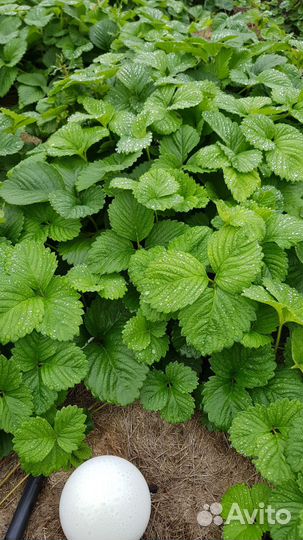 Рассада клубники усы с корнями