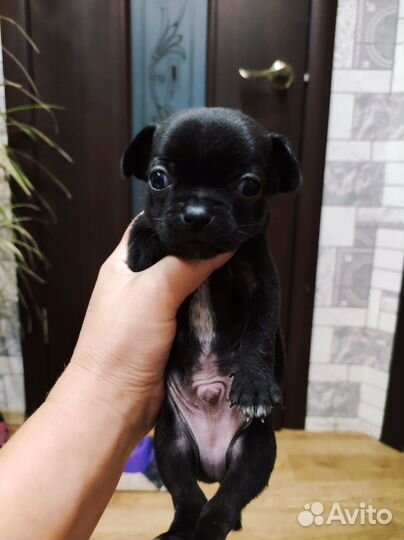 Продается щенок Чихуахуа