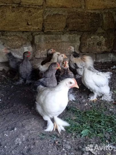 Петушки карликовые кохинхины