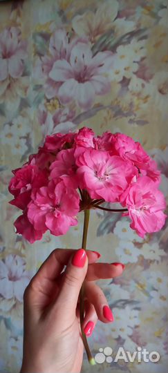 Пеларгония герань юв Королеский Шиповник дорост