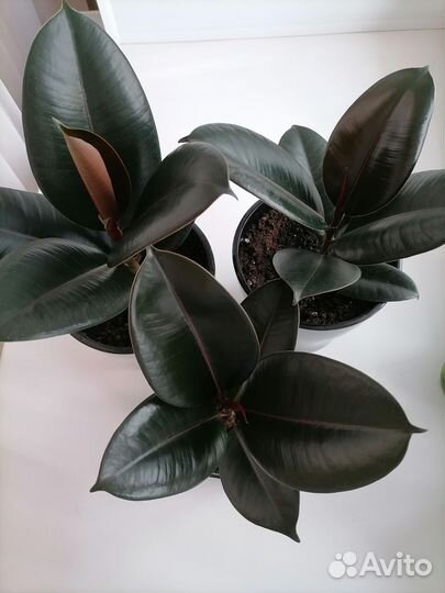 Фикус Чёрный принц