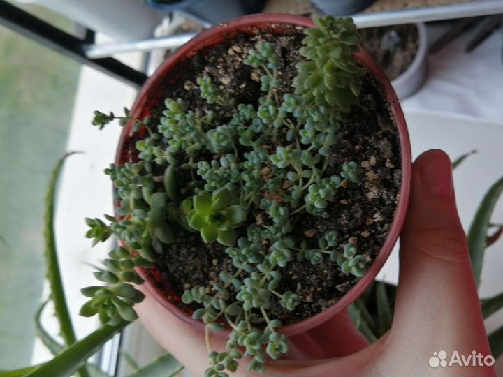 Суккуленты