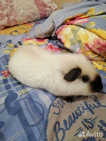 Морская свинка