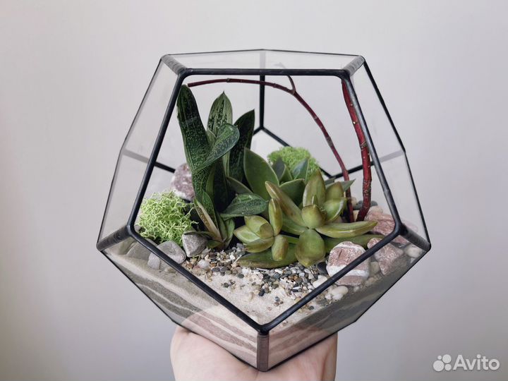 Флорариум додекаэдр с суккулентами