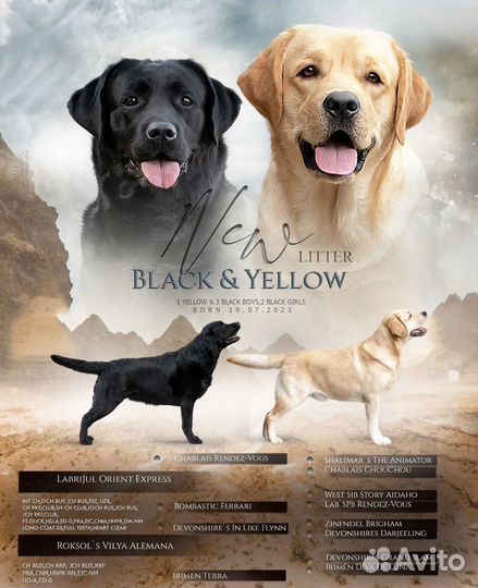 Щенки лабрадора от титулованных родителей