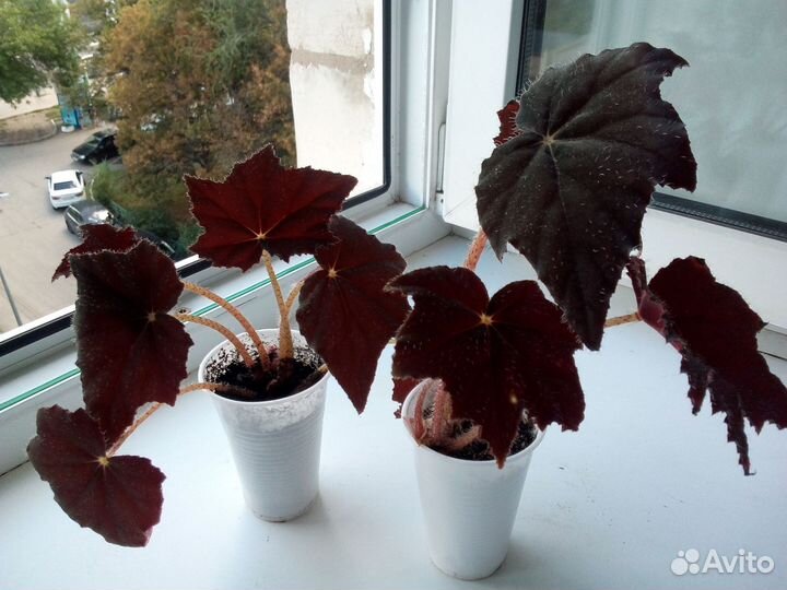 Комнатные растения