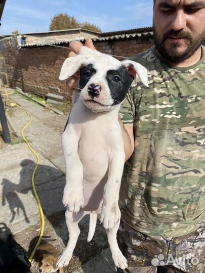 В добрые руки