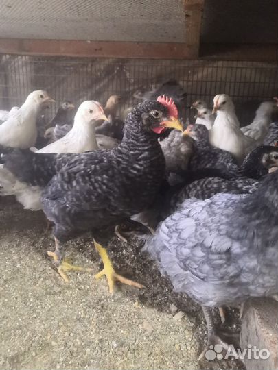 Куры несушки домашние