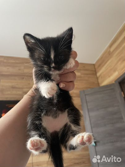 Котята девочки в добрые руки