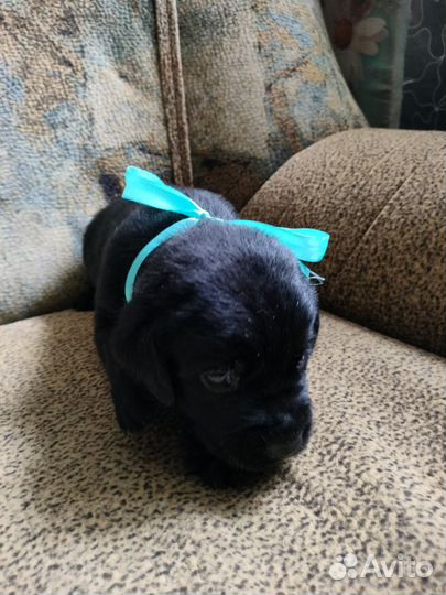 Щенки лабрадора