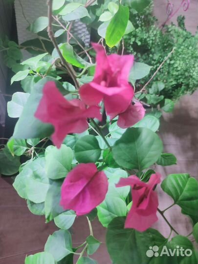 Бугенвиллия черенки