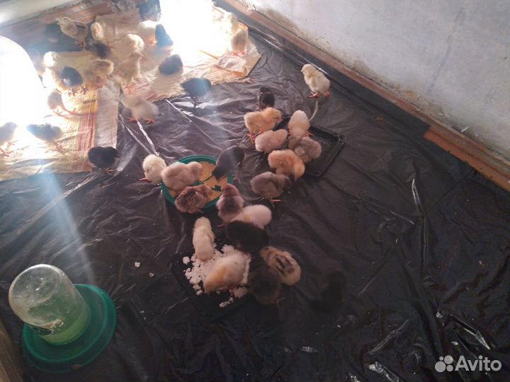 Цыплята домашние