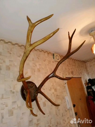Рога оленя