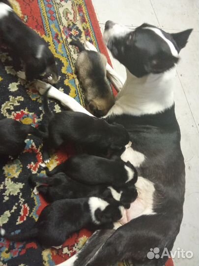 Щенки стаффорда