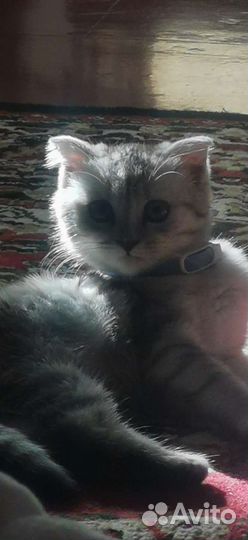 Шатланская кошка